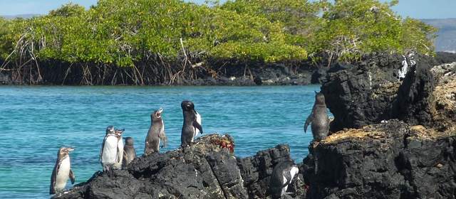 Pinguini isole Galapagos Ecuador