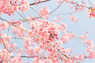 Giappone ciliegio in fiore